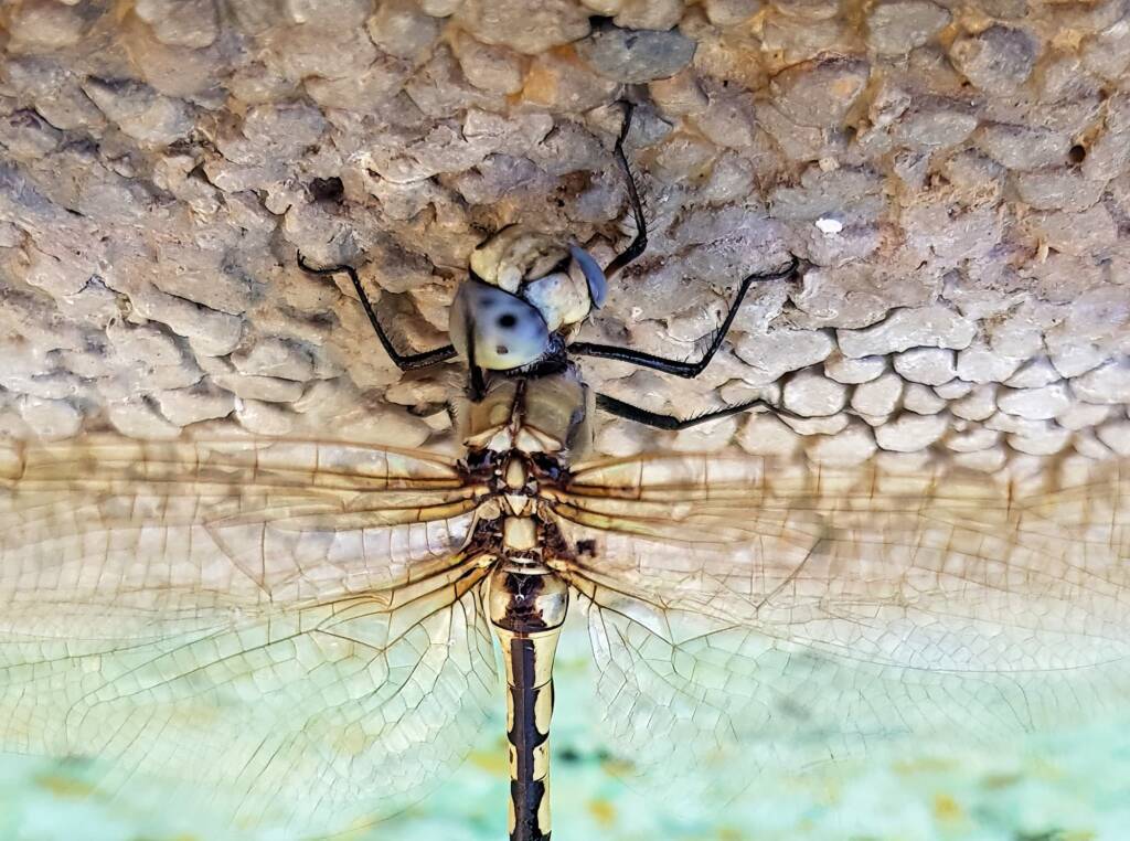 Tau Emerald Dragonfly (Hemicordulia tau), Alice Springs NT