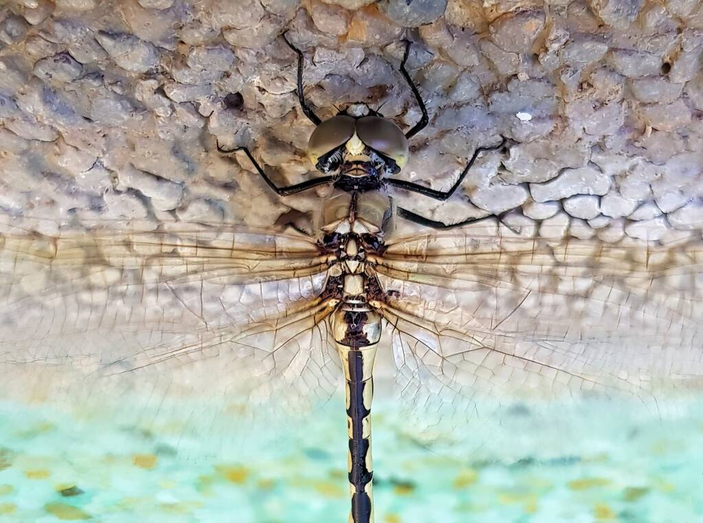 Tau Emerald Dragonfly (Hemicordulia tau), Alice Springs NT