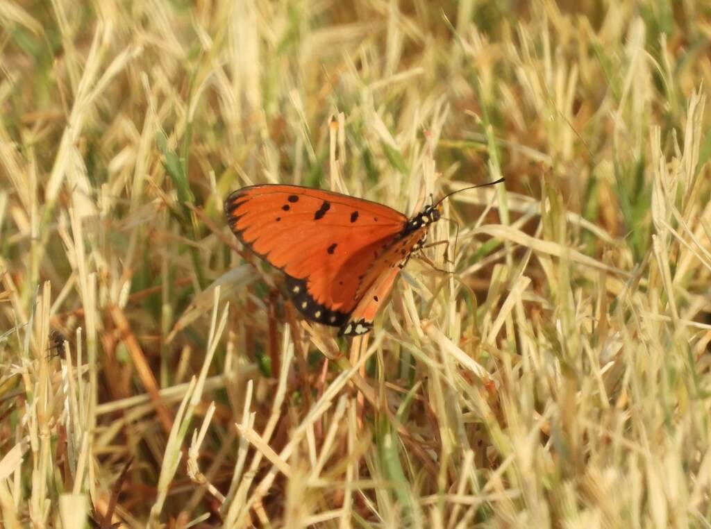 Tawny Coster (Acraea terpsicore), Alice Springs Sewerage Ponds NT © Dorothy Latimer