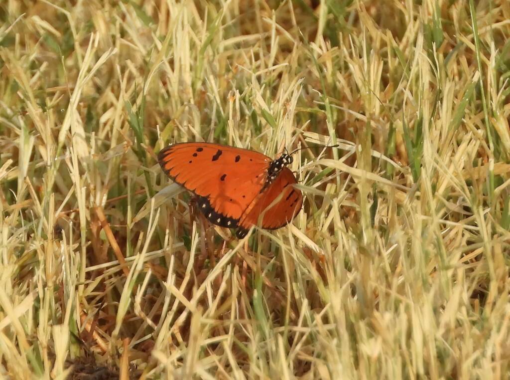 Tawny Coster (Acraea terpsicore), Alice Springs Sewerage Ponds NT © Dorothy Latimer