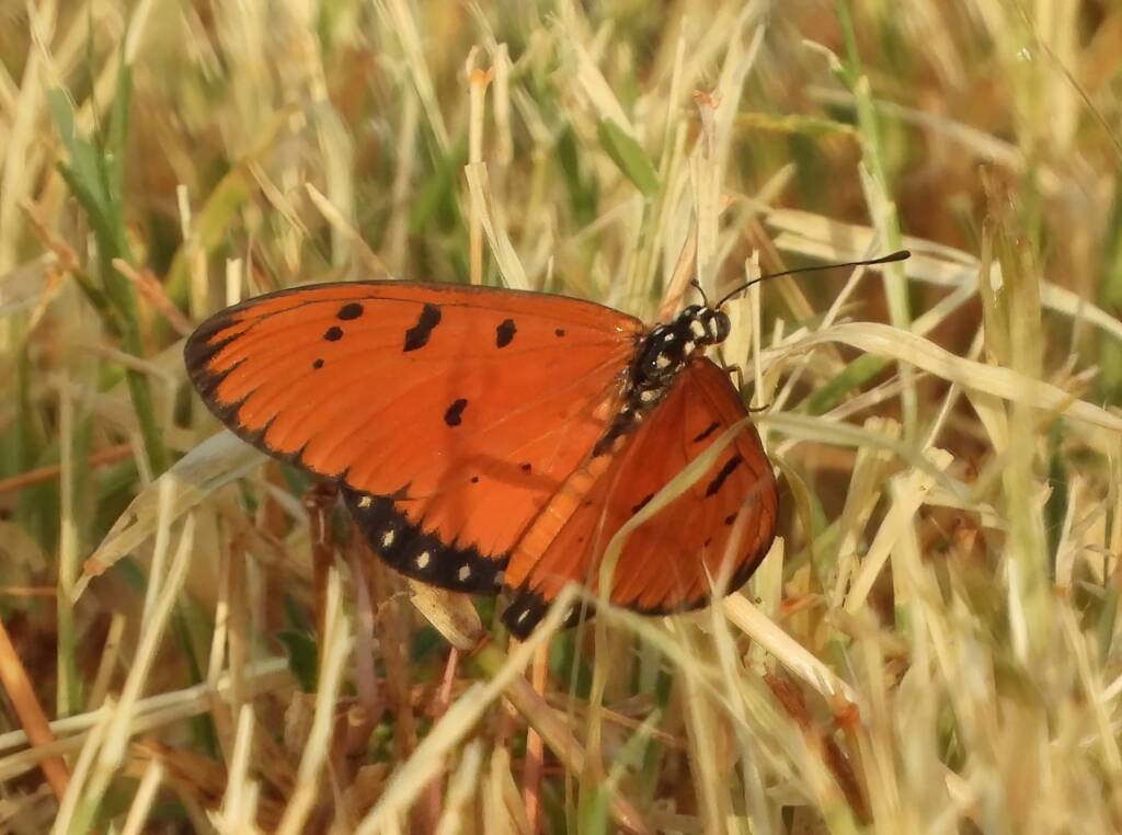 Tawny Coster (Acraea terpsicore), Alice Springs Sewerage Ponds NT © Dorothy Latimer