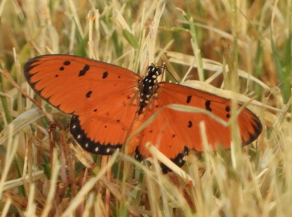 Tawny Coster (Acraea terpsicore), Alice Springs Sewerage Ponds NT © Dorothy Latimer