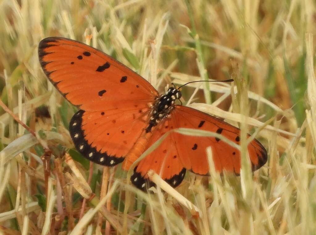 Tawny Coster (Acraea terpsicore), Alice Springs Sewerage Ponds NT © Dorothy Latimer