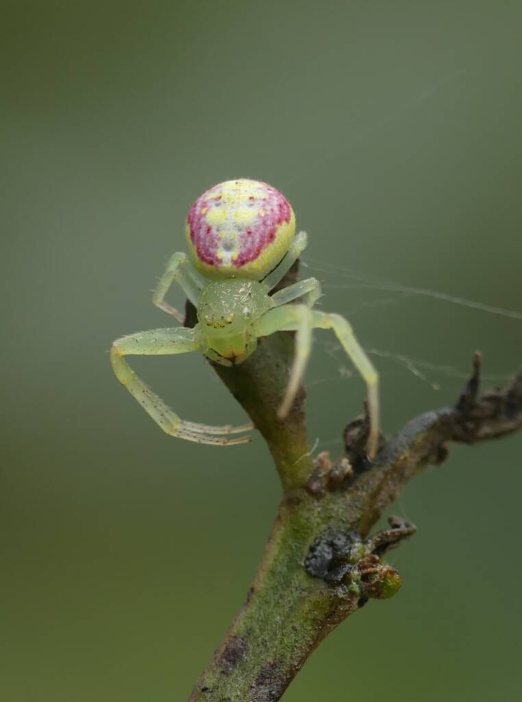 Pink Flower Spider (Tharrhalea evanida), Brisbane QLD © Stefan Jones