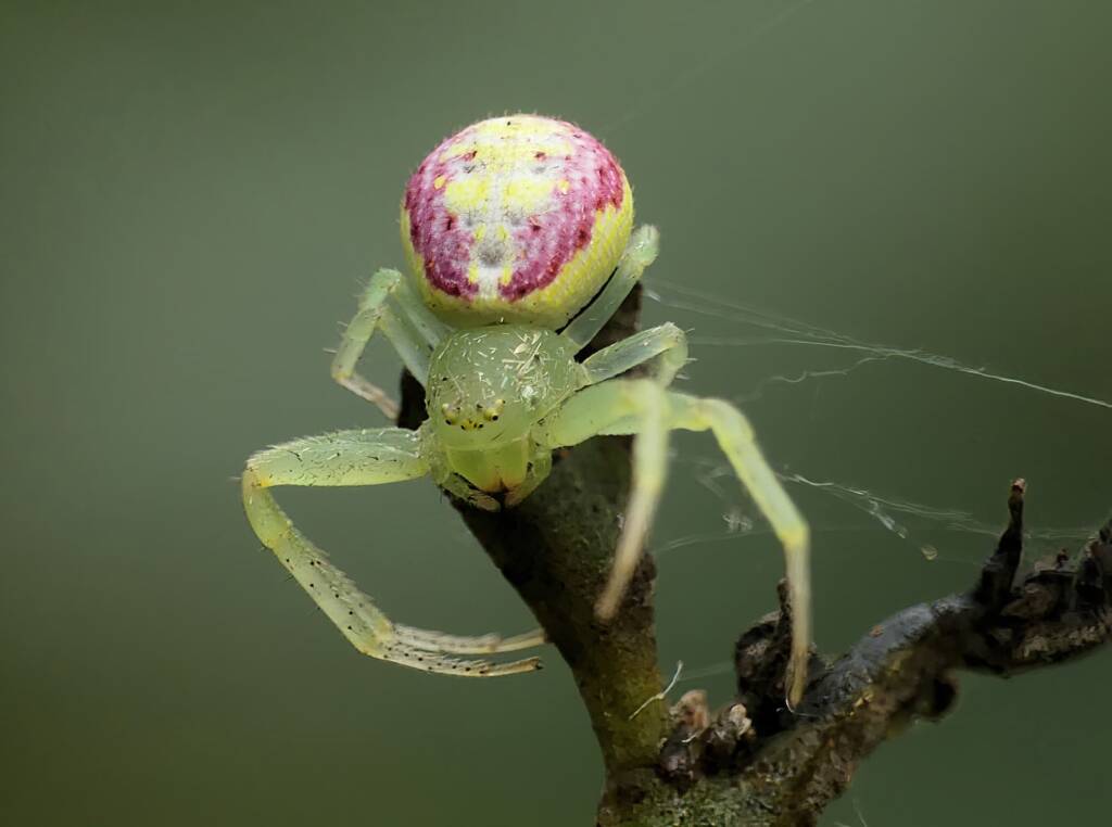 Pink Flower Spider (Tharrhalea evanida), Brisbane QLD © Stefan Jones