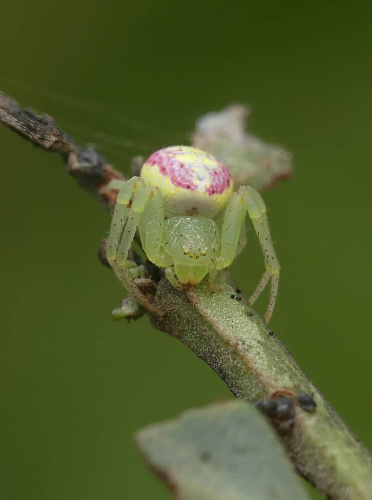 Pink Flower Spider (Tharrhalea evanida), Brisbane QLD © Stefan Jones