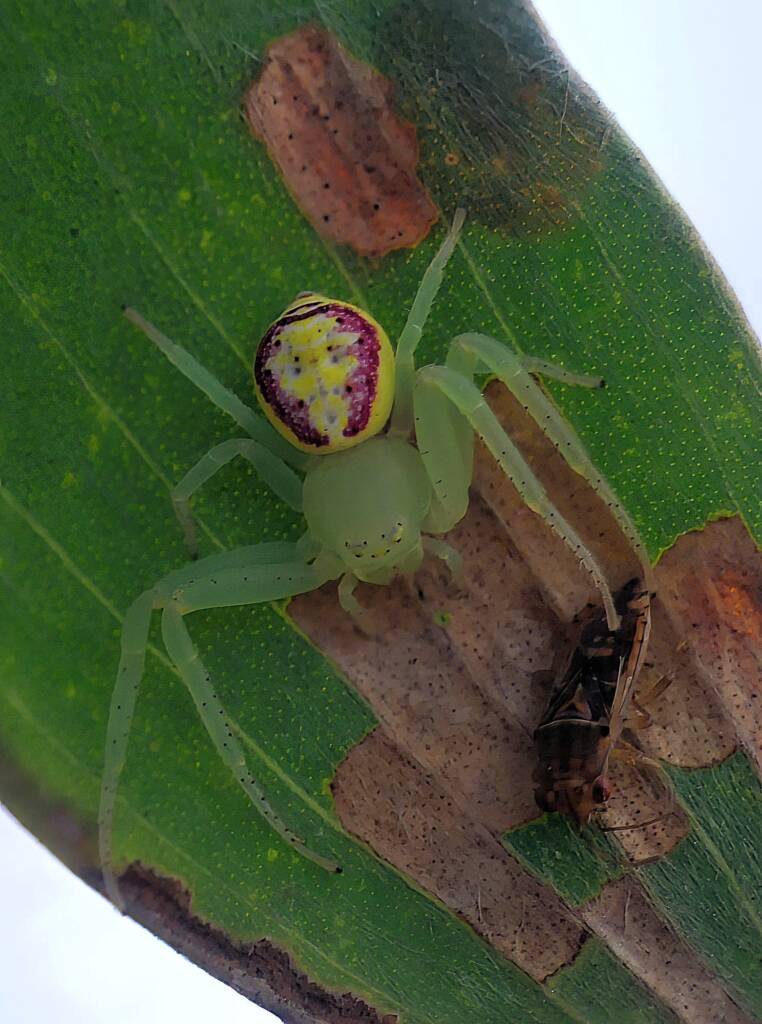 Pink Flower Spider (Tharrhalea evanida), Brisbane QLD © Stefan Jones