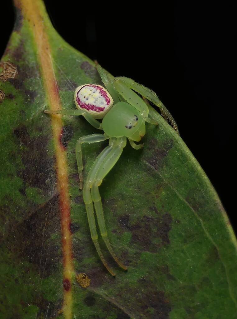 Pink Flower Spider (Tharrhalea evanida), Brisbane QLD © Stefan Jones