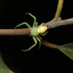 Pink Flower Spider (Tharrhalea evanida), Brisbane QLD © Stefan Jones
