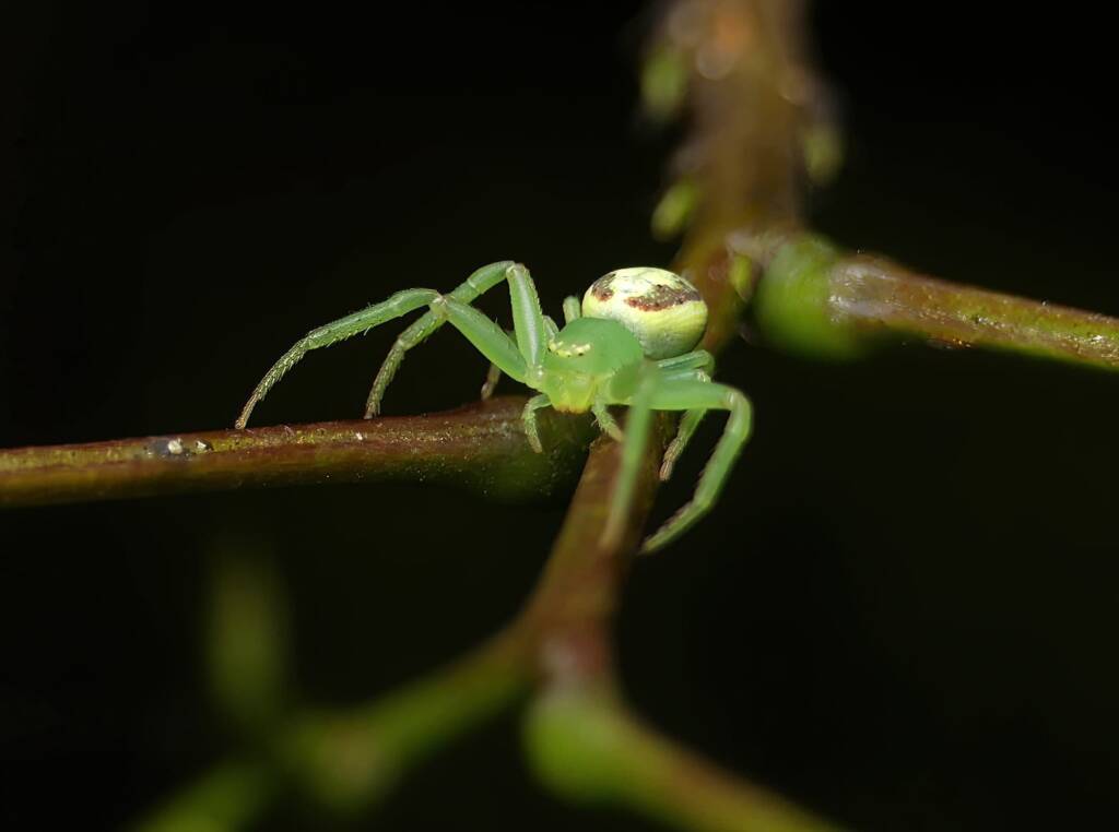 Pink Flower Spider (Tharrhalea evanida), Brisbane QLD © Stefan Jones