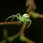Pink Flower Spider (Tharrhalea evanida), Brisbane QLD © Stefan Jones