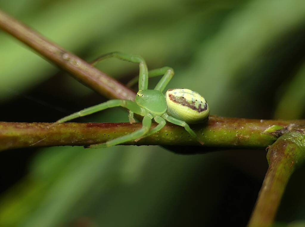 Pink Flower Spider (Tharrhalea evanida), Brisbane QLD © Stefan Jones