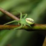 Pink Flower Spider (Tharrhalea evanida), Brisbane QLD © Stefan Jones