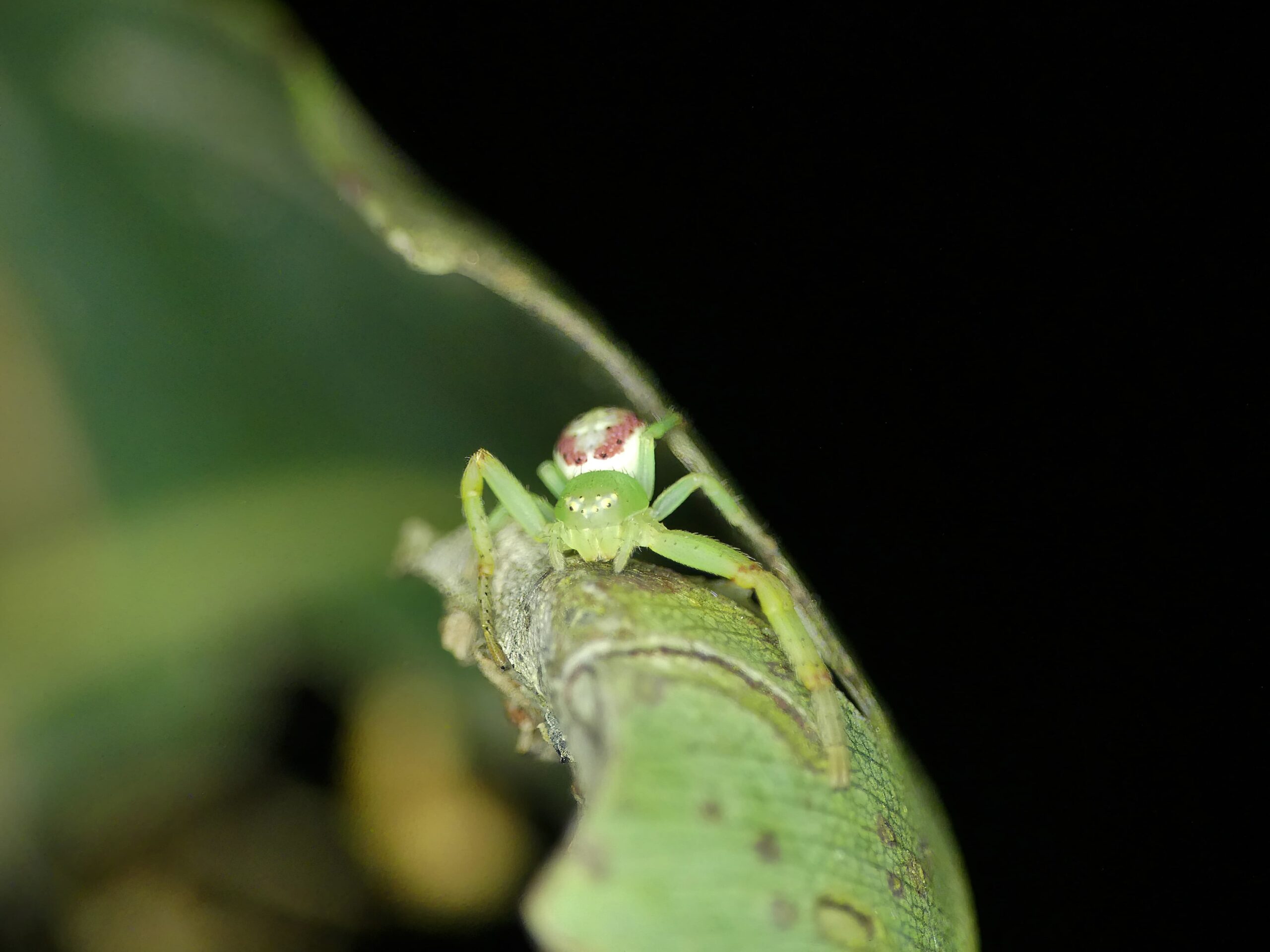 Pink Flower Spider (Tharrhalea evanida), Brisbane QLD © Stefan Jones