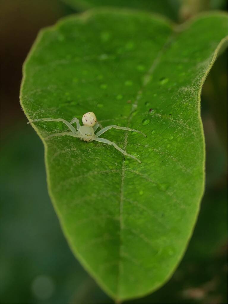 Pink Flower Spider (Tharrhalea evanida), Brisbane QLD © Stefan Jones