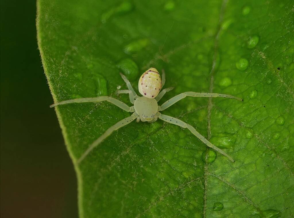 Pink Flower Spider (Tharrhalea evanida), Brisbane QLD © Stefan Jones