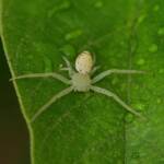 Pink Flower Spider (Tharrhalea evanida), Brisbane QLD © Stefan Jones