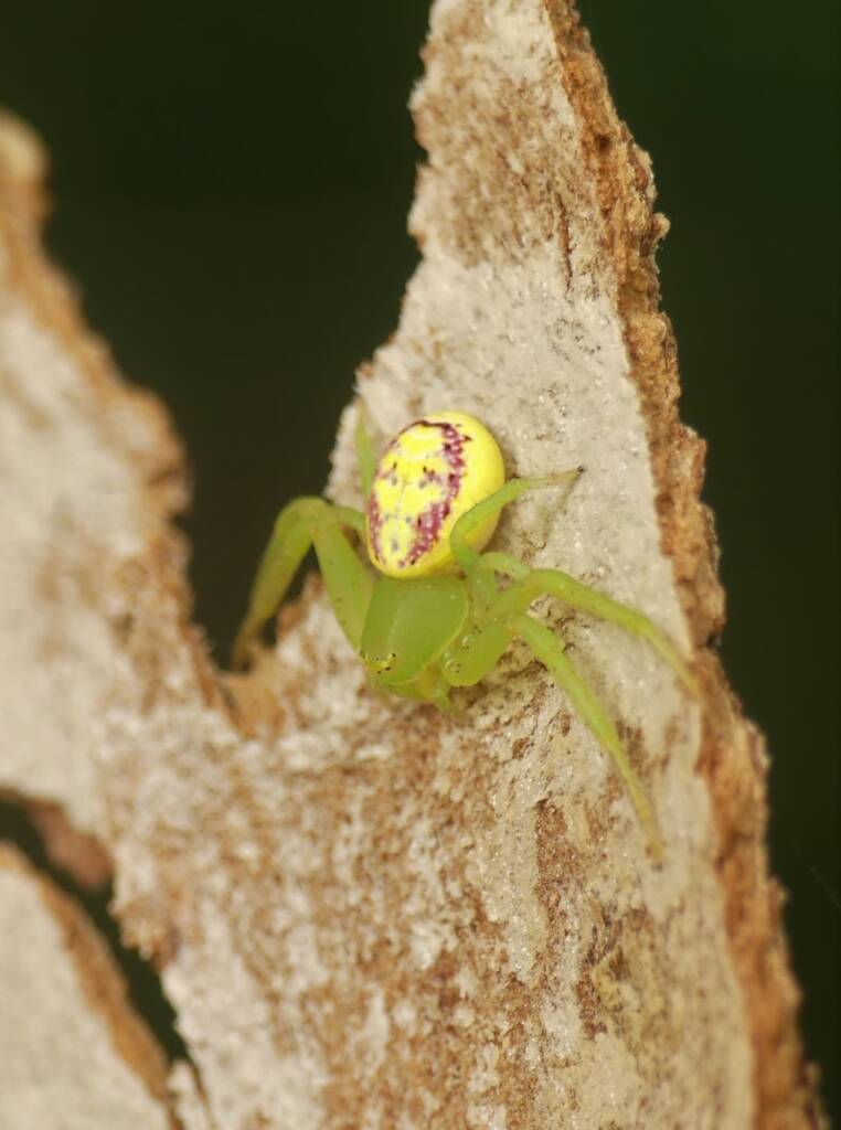 Pink Flower Spider (Tharrhalea evanida), Brisbane QLD © Stefan Jones