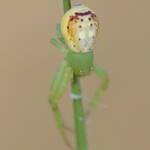 Tharrhalea multopunctata, Brisbane QLD © Stefan Jones