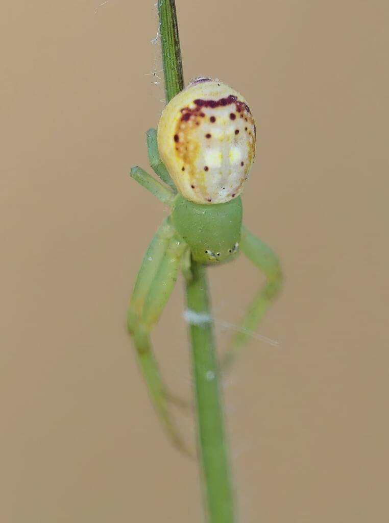 Tharrhalea multopunctata, Brisbane QLD © Stefan Jones