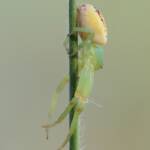 Tharrhalea multopunctata, Brisbane QLD © Stefan Jones