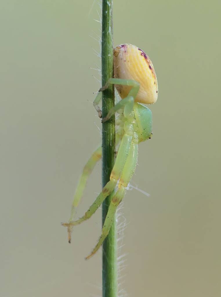 Tharrhalea multopunctata, Brisbane QLD © Stefan Jones