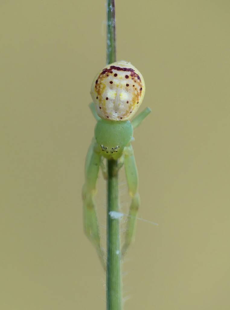 Tharrhalea multopunctata, Brisbane QLD © Stefan Jones
