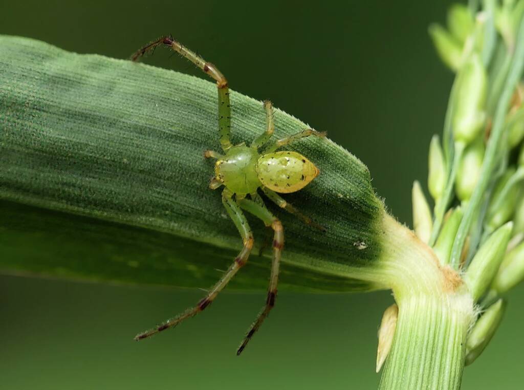 Tharrhalea multopunctata, Brisbane QLD © Stefan Jones