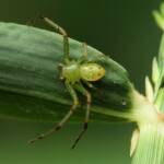 Tharrhalea multopunctata, Brisbane QLD © Stefan Jones