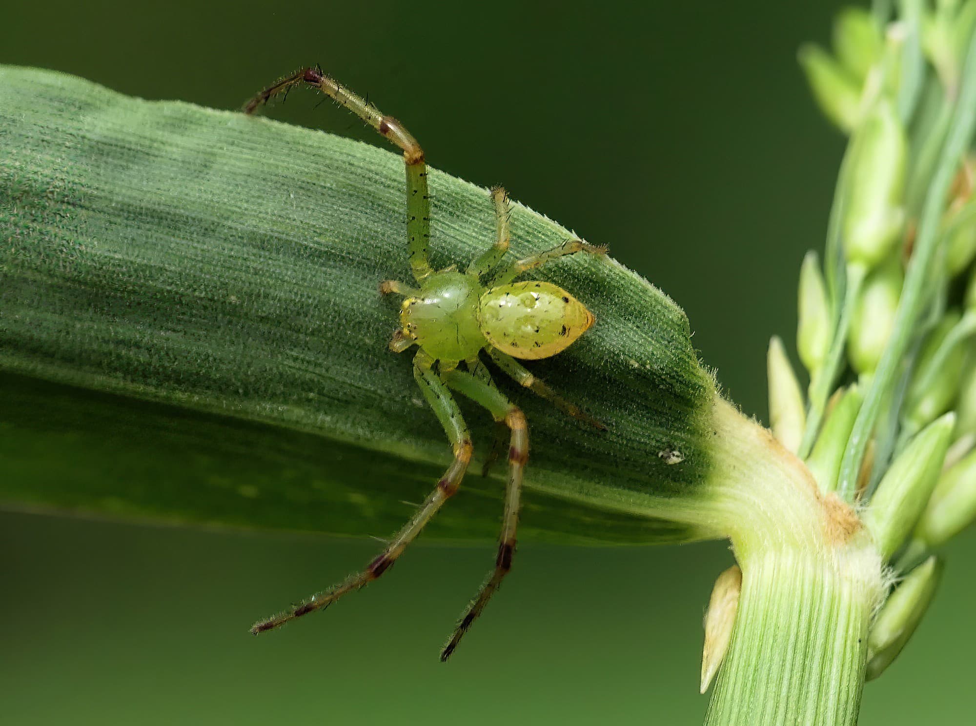 Tharrhalea multopunctata, Brisbane QLD © Stefan Jones