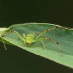 Tharrhalea multopunctata, Brisbane QLD © Stefan Jones