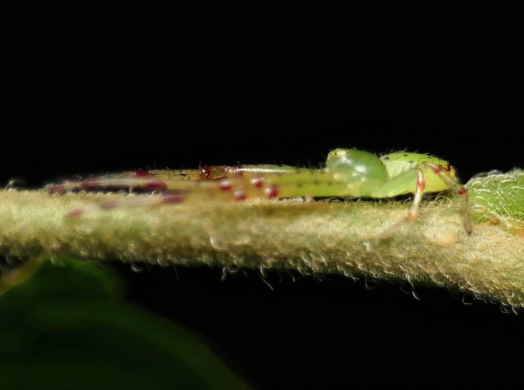 Tharrhalea multopunctata, Brisbane QLD © Stefan Jones
