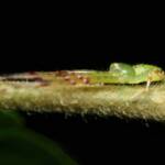 Tharrhalea multopunctata, Brisbane QLD © Stefan Jones