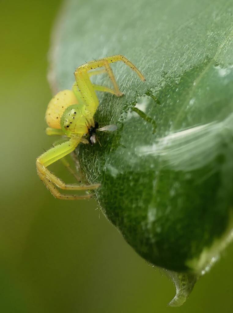 Tharrhalea multopunctata, Brisbane QLD © Stefan Jones