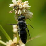 White Crab Spider (Thomisus spectabilis) with wasp (Bembix sp), Brisbane QLD © Stefan Jones