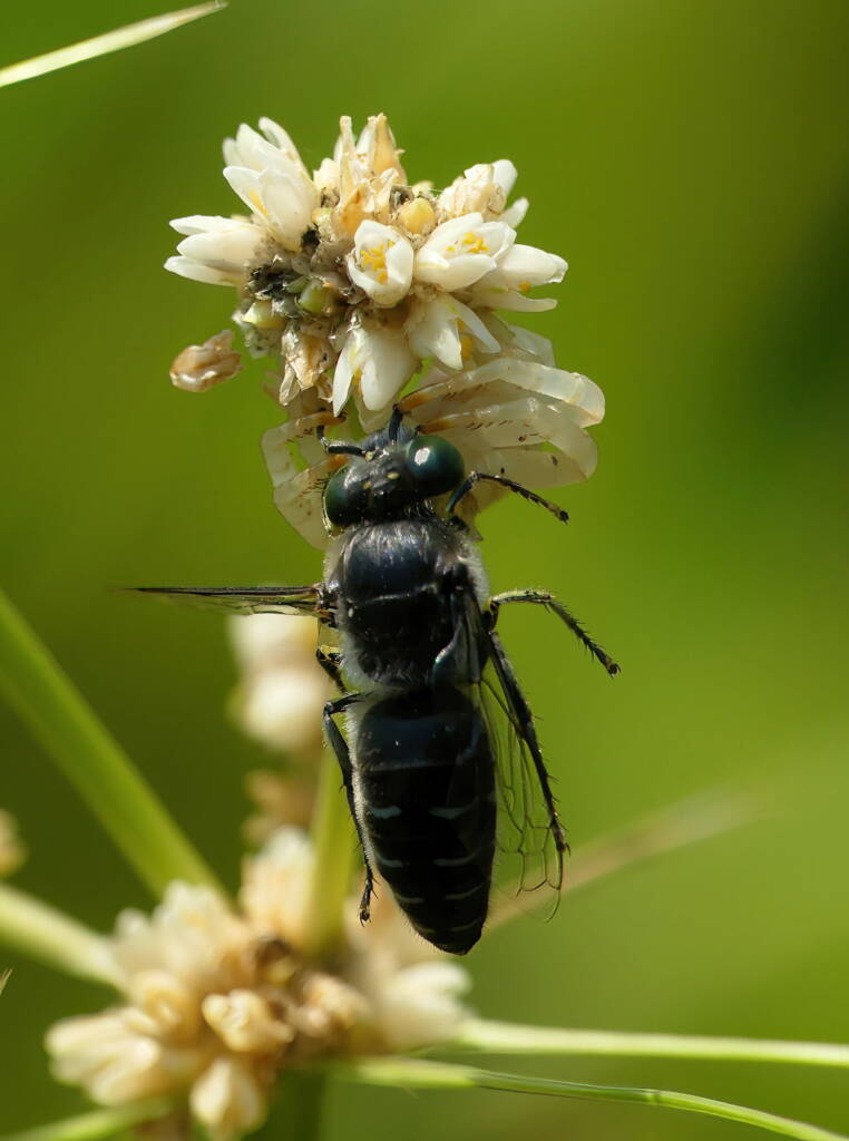 White Crab Spider (Thomisus spectabilis) with wasp (Bembix sp), Brisbane QLD © Stefan Jones
