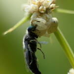 White Crab Spider (Thomisus spectabilis) with wasp (Bembix sp), Brisbane QLD © Stefan Jones
