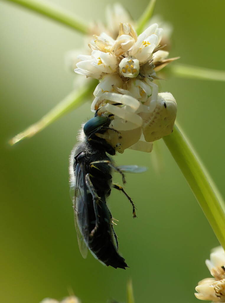 White Crab Spider (Thomisus spectabilis) with wasp (Bembix sp), Brisbane QLD © Stefan Jones