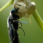 White Crab Spider (Thomisus spectabilis) with wasp (Bembix sp), Brisbane QLD © Stefan Jones