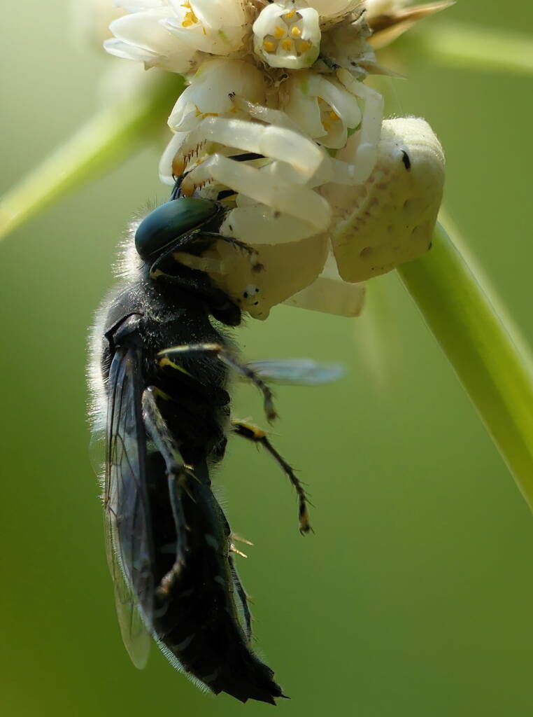 White Crab Spider (Thomisus spectabilis) with wasp (Bembix sp), Brisbane QLD © Stefan Jones