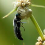 White Crab Spider (Thomisus spectabilis) with wasp (Bembix sp), Brisbane QLD © Stefan Jones