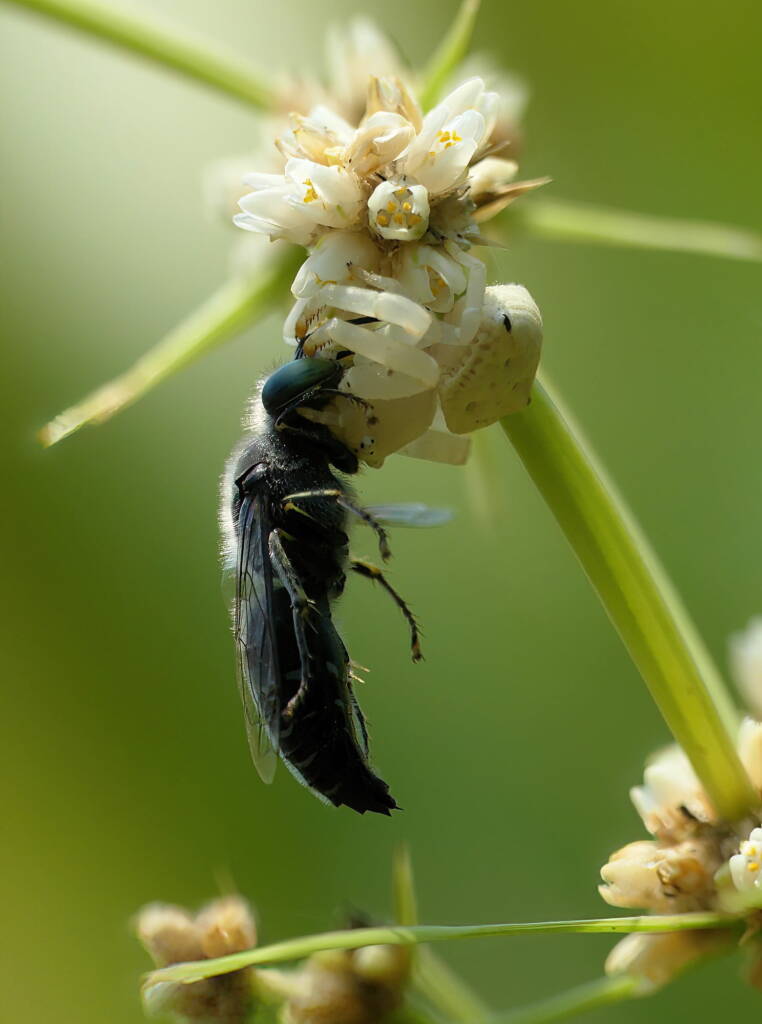 White Crab Spider (Thomisus spectabilis) with wasp (Bembix sp), Brisbane QLD © Stefan Jones