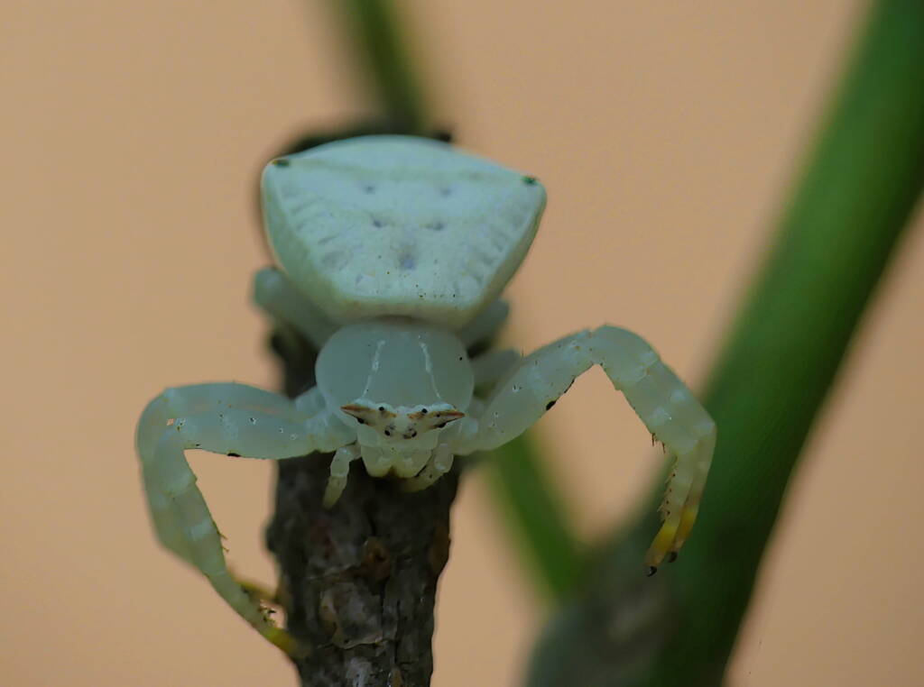White Crab Spider (Thomisus spectabilis), Brisbane QLD © Stefan Jones