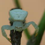 White Crab Spider (Thomisus spectabilis), Brisbane QLD © Stefan Jones