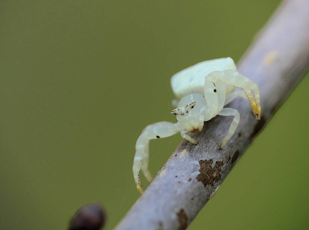 White Crab Spider (Thomisus spectabilis), Brisbane QLD © Stefan Jones