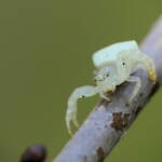 White Crab Spider (Thomisus spectabilis), Brisbane QLD © Stefan Jones