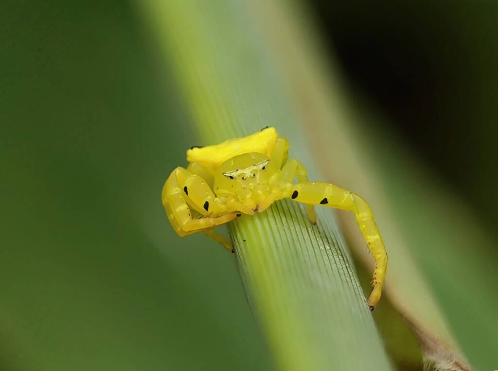 Yellow Crab Spider (Thomisus spectabilis), Brisbane QLD © Stefan Jones
