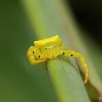 Yellow Crab Spider (Thomisus spectabilis), Brisbane QLD © Stefan Jones