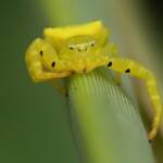 Yellow Crab Spider (Thomisus spectabilis), Brisbane QLD © Stefan Jones
