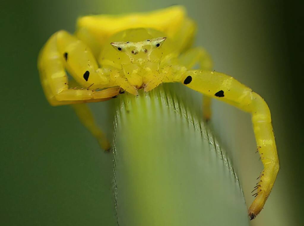 Yellow Crab Spider (Thomisus spectabilis), Brisbane QLD © Stefan Jones